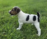 Murphy, a male Jack Russell Terrier for sale in Milan, IL – 2 of 9