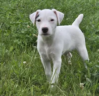 Winston , a male Parson Russell Terrier for sale in Milan, IL – 3 of 10