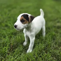 Wrigley, a male Jack Russell Terrier for sale in Milan, IL – 2 of 9