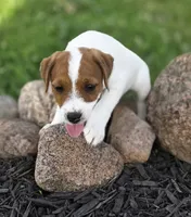 Cash, a male Jack Russell Terrier for sale in Milan, IL – 10 of 10