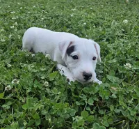 Hunter..., a male Parson Russell Terrier for sale in Milan, IL – 5 of 10