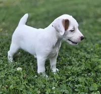 Cody, a male Parson Russell Terrier for sale in Milan, IL – 2 of 9