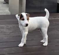 Wrigley, a male Parson Russell Terrier for sale in Milan, IL – 3 of 9