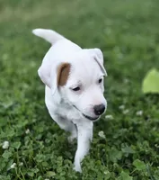 Cody, a male Jack Russell Terrier for sale in Milan, IL – 3 of 10