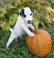 Riley, a male Jack Russell Terrier for sale in Milan, IL – 2 of 10