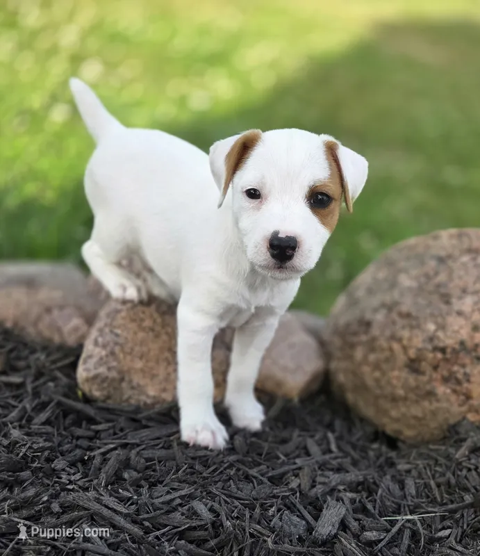 Wyatt .. – Parson Russell Terrier puppy for sale in Milan, IL