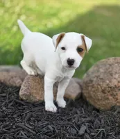 Wyatt .., a male Parson Russell Terrier for sale in Milan, IL – 1 of 10