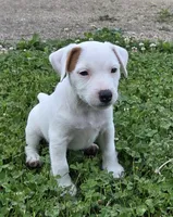Cody, a male Jack Russell Terrier for sale in Milan, IL – 7 of 10