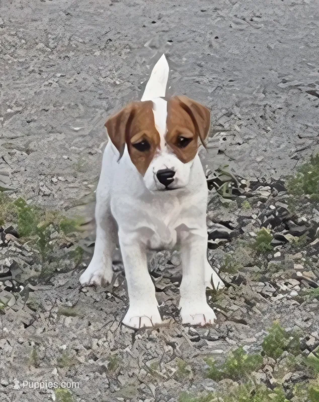 Cash – Jack Russell Terrier puppy for sale in Milan, IL