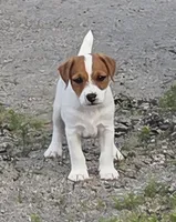 Cash, a male Jack Russell Terrier for sale in Milan, IL – 1 of 10