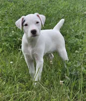 Winston , a male Jack Russell Terrier for sale in Milan, IL – 5 of 10