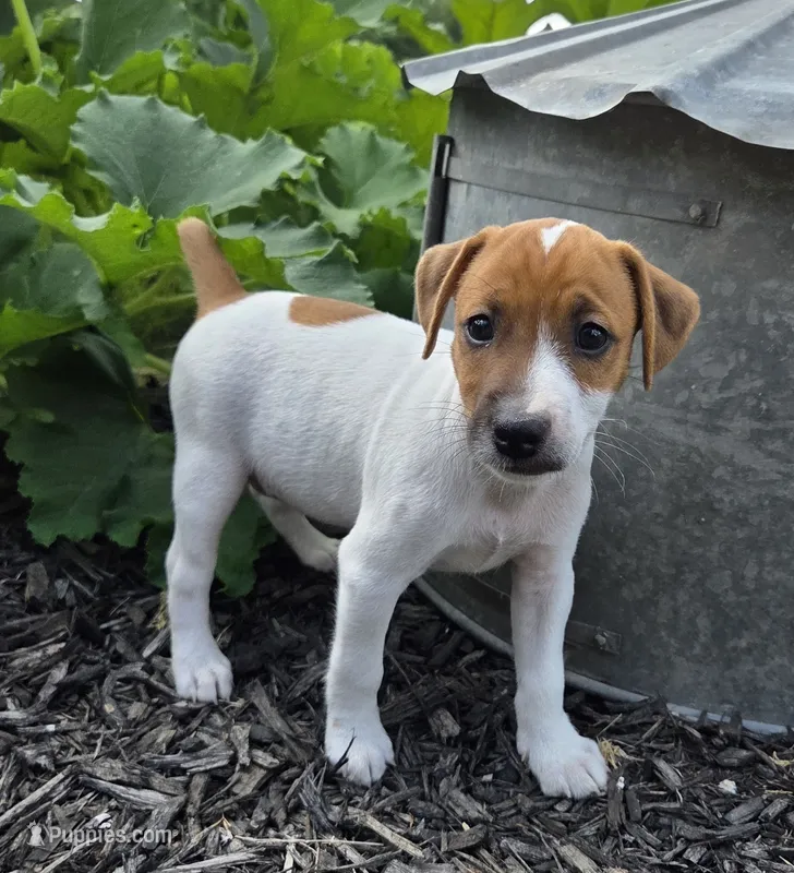 Linus – Jack Russell Terrier puppy for sale in Milan, IL