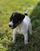 Luke, a male Jack Russell Terrier for sale in Milan, IL – 6 of 10