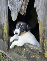 Luke, a male Jack Russell Terrier for sale in Milan, IL – 9 of 10
