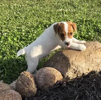 Cash, a male Jack Russell Terrier for sale in Milan, IL – 9 of 10