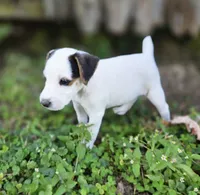Riley, a male Jack Russell Terrier for sale in Milan, IL – 6 of 10