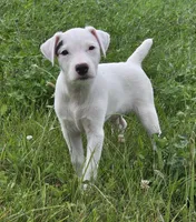 Winston , a male Jack Russell Terrier for sale in Milan, IL – 2 of 10