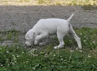 Hunter..., a male Parson Russell Terrier for sale in Milan, IL – 7 of 10