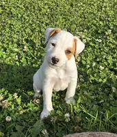 Wyatt .., a male Parson Russell Terrier for sale in Milan, IL – 3 of 10