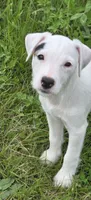 Winston , a male Jack Russell Terrier for sale in Milan, IL – 1 of 10
