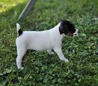 Luke, a male Jack Russell Terrier for sale in Milan, IL – 2 of 10
