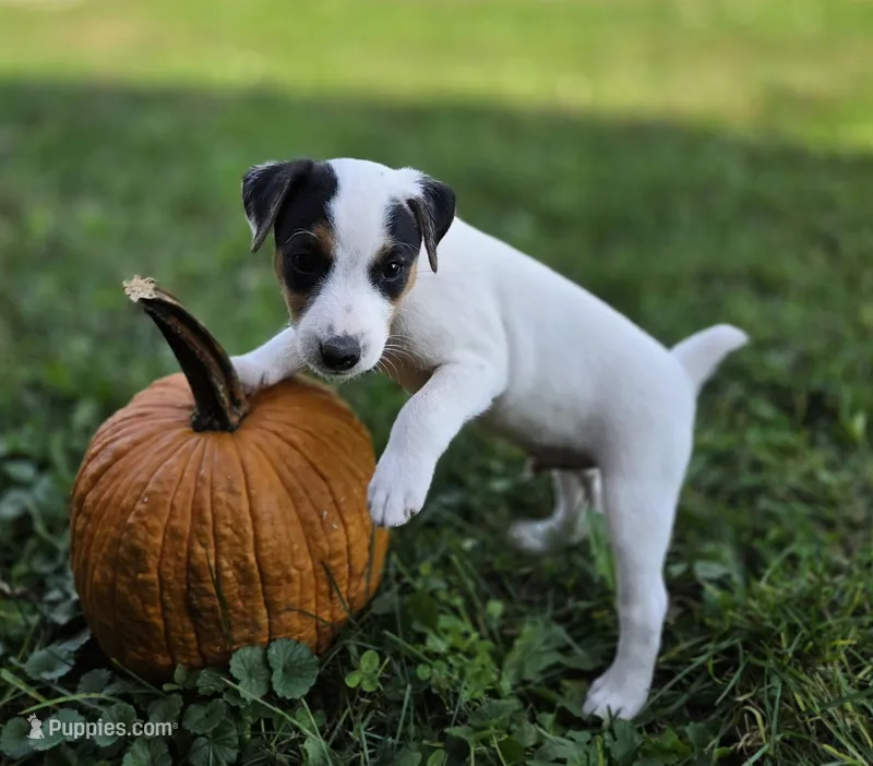 Morgan – Jack Russell Terrier puppy for sale in Milan, IL