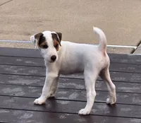 Wrigley, a male Parson Russell Terrier for sale in Milan, IL – 6 of 9