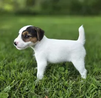 Harry, a male Jack Russell Terrier for sale in Milan, IL – 3 of 10