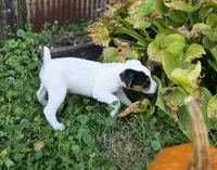 Morgan, a male Jack Russell Terrier for sale in Milan, IL – 5 of 10