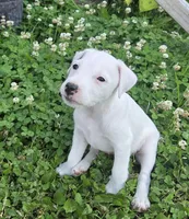 Cody, a male Jack Russell Terrier for sale in Milan, IL – 10 of 10