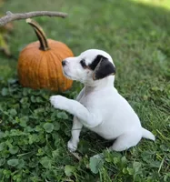 Riley, a male Jack Russell Terrier for sale in Milan, IL – 3 of 10
