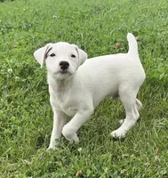 Winston , a male Parson Russell Terrier for sale in Milan, IL – 9 of 10