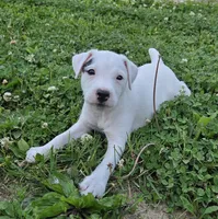 Hunter..., a male Parson Russell Terrier for sale in Milan, IL – 9 of 10