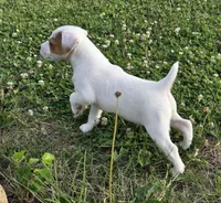 Wyatt , a male Jack Russell Terrier for sale in Milan, IL – 6 of 10