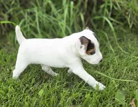 Wrigley, a male Jack Russell Terrier for sale in Milan, IL – 9 of 9