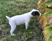 Morgan, a male Jack Russell Terrier for sale in Milan, IL – 8 of 10