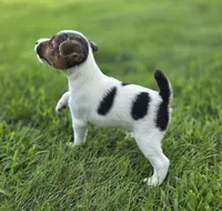 Murphy, a male Jack Russell Terrier for sale in Milan, IL – 3 of 9