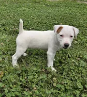 Cody, a male Parson Russell Terrier for sale in Milan, IL – 2 of 10