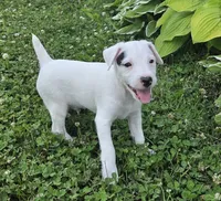 Hunter, a male Jack Russell Terrier for sale in Milan, IL – 6 of 10