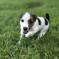Murphy, a male Jack Russell Terrier for sale in Milan, IL – 6 of 9