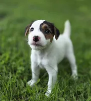 Harry, a male Jack Russell Terrier for sale in Milan, IL – 5 of 10