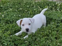 Cody, a male Jack Russell Terrier for sale in Milan, IL – 5 of 10