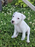 Hunter..., a male Parson Russell Terrier for sale in Milan, IL – 4 of 10