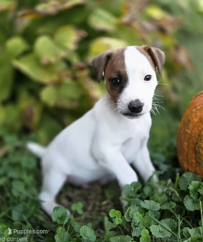 Cody – Jack Russell Terrier puppy for sale in Milan, IL