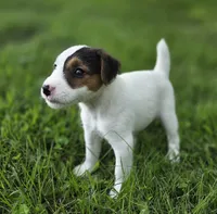 Harry, a male Jack Russell Terrier for sale in Milan, IL – 9 of 10
