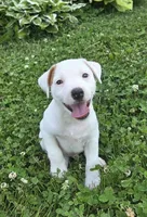 Cody, a male Jack Russell Terrier for sale in Milan, IL – 9 of 10