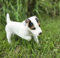 Wrigley, a male Jack Russell Terrier for sale in Milan, IL – 7 of 9