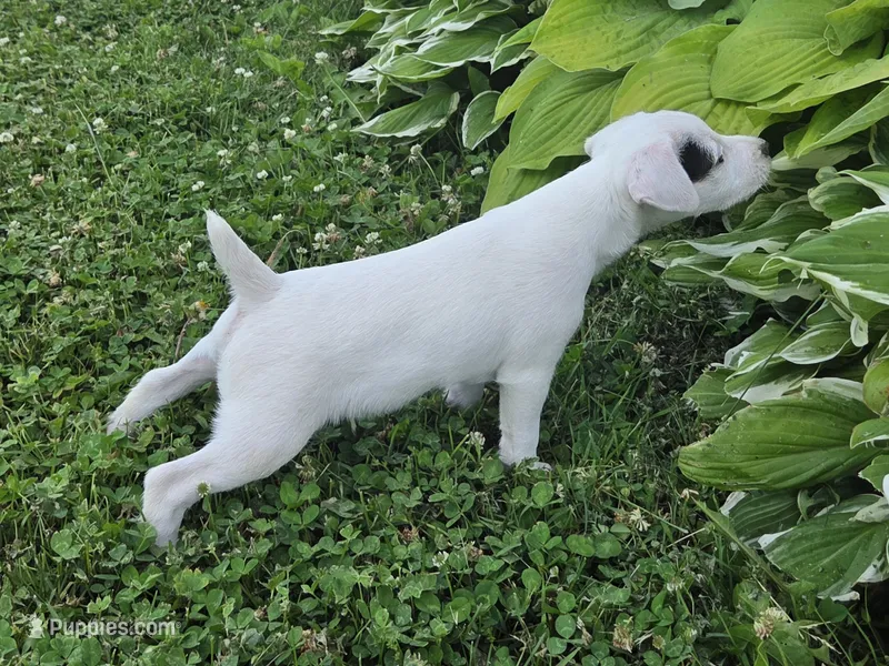 Hunter – Jack Russell Terrier puppy for sale in Milan, IL