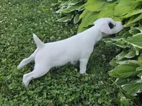 Hunter, a male Jack Russell Terrier for sale in Milan, IL – 1 of 10