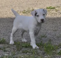 Hunter..., a male Parson Russell Terrier for sale in Milan, IL – 10 of 10